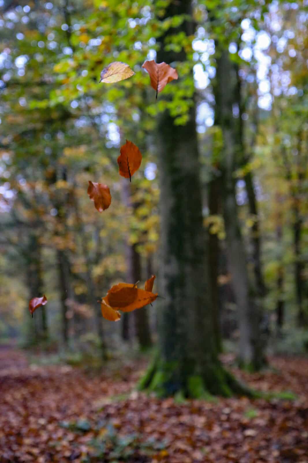 herfst kamperen met kinderen 